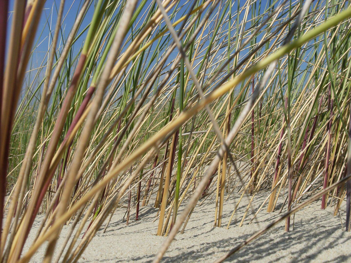 bg-riet